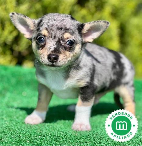 Silver sales merle chihuahua