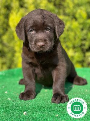 cuanto cuesta un cachorro labrador chocolate