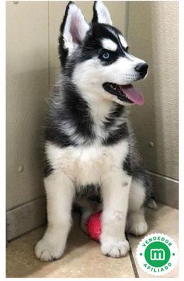 cachorros husky marrones y negros