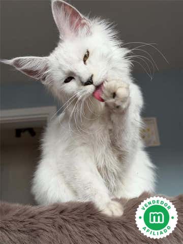 Milanuncios - Maine Coon Blanco