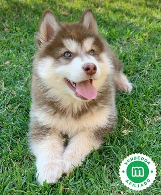 cachorros husky marrones y negros