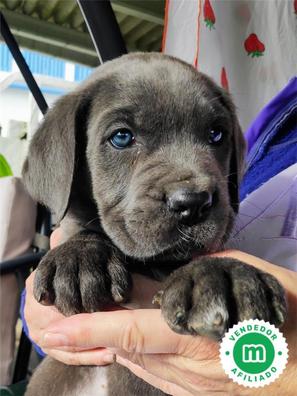 cuanto come un cane corso cachorro de 8 semanas