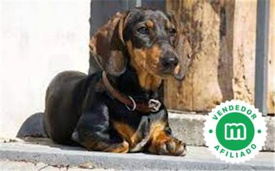 Miedo a morir caricia Increíble Regalo Teckel en adopción. Compra venta y regalo de cachorros y perros en  Toledo Provincia | Milanuncios