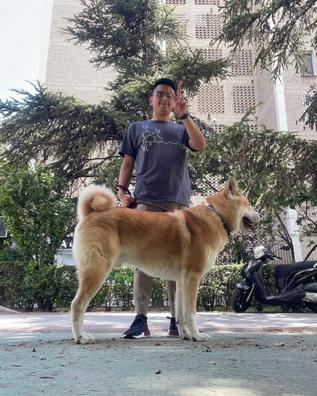 MILANUNCIOS | Cuidador de perros Ofertas de empleo Madrid. Buscar encontrar trabajo