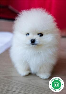 Lulu Pomerania Micro Toy