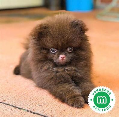 Lulu pomerania hot sale mini