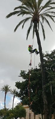 Árboles y Plantas artificiales grandes — jardineriadelvalles