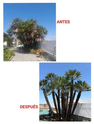 Eucalipto de segunda mano Milanuncios