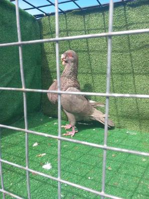 Soleado Egomanía enfermero Jaula palomas Mascotas en adopción y accesorios de mascota de segunda mano  baratos en Granada Provincia | Milanuncios