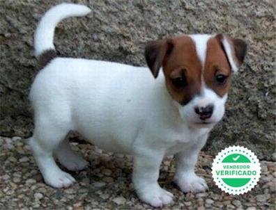 MILANUNCIOS | Cachorros Jack Russell en adopción. Compra venta y regalo de cachorros y en Alicante