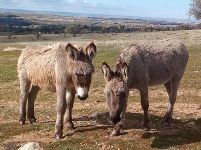 Burro Mascotas en adopción y accesorios de mascota de segunda mano baratos  en Segovia Provincia | Milanuncios