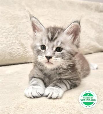 Milanuncios Maine Coon Gatos Y Gatitos En Adopcion Y Compra Venta De Accesorios Y Servicios