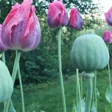 semillas de papaver somniferum