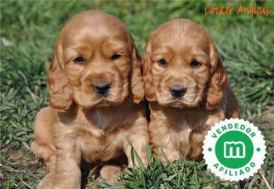 Cocker en venta | Milanuncios