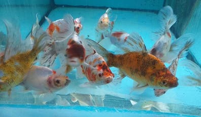 Compra venta de peces, peceras y accesorios en Málaga | Milanuncios