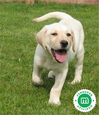 Cachorros labrador en venta | Milanuncios