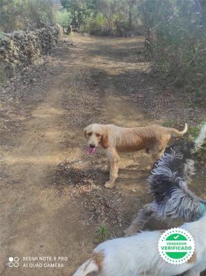 | Cazando jabali Perros de caza en A Coruña
