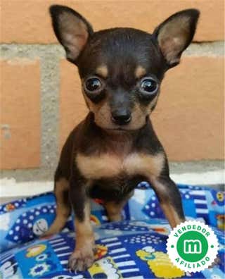 Mini pincher Perros en adopción, compra venta de accesorios y servicios ...
