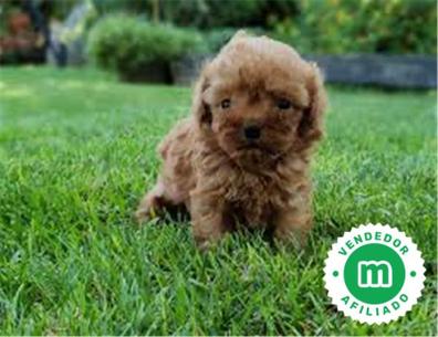 Asimilar simultáneo vela Raza toy Perros en adopción, compra venta de accesorios y servicios para  perros | Milanuncios
