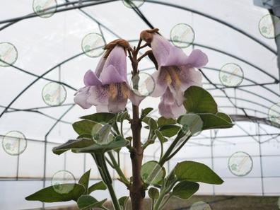 Paulownia Elongata pot 600ml