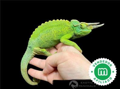 Camaleones Geckos, tortugas, serpientes réptilesen adopción | Milanuncios