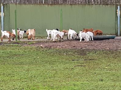 Milanuncios - 8 cencerras para cabras y ovejas