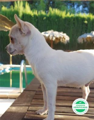 promoción Ilustrar congelador MILANUNCIOS | Chihuahuas Perros en adopción, compra venta de accesorios y  servicios para perros en Valencia