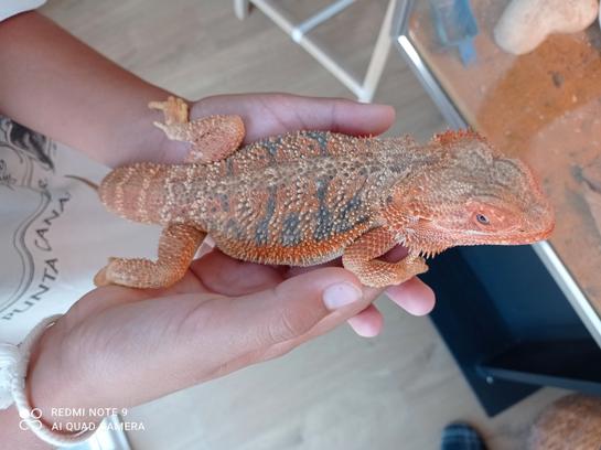 POGONA EN ADOPCIóN