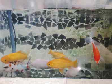 venta de peces, acuarios, peceras y accesorios | Milanuncios