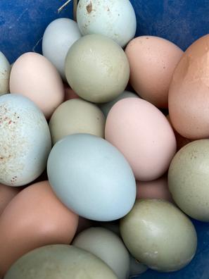Huevos frescos de gallinas de payés, que viven en libertad. 