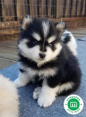 que razas hacen un pomsky