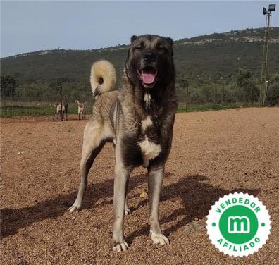 son perros kangal buenos perros de familia