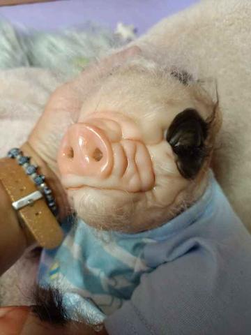 Bebe discount reborn cerdito