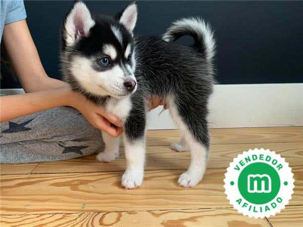 Milanuncios - pomsky