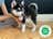 Milanuncios - pomsky