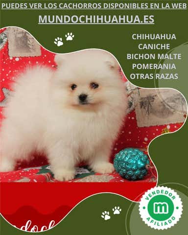 Milanuncios - PRECIOSO CACHORRITO POMERANIA BLANCO TOY