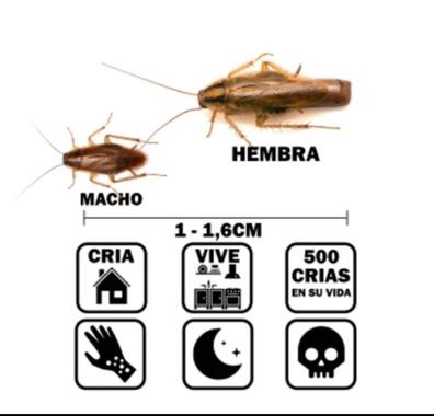Naturaleza participar Seguir Fumigacion hormigas. Anuncios para comprar y vender de segunda mano |  Milanuncios