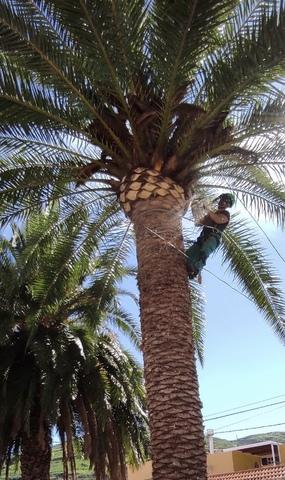 Milanuncios - Poda de Palmeras y Árboles