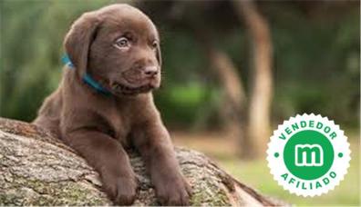 Labrador chocolate Labradores en adopción. Compra venta y regalo de  cachorros y perros | Milanuncios