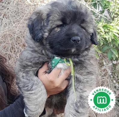 son pastores caucásicos buenos perros de familia