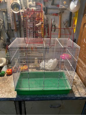 Jaulas para ratas Mascotas adopción y accesorios mascota de segunda mano Milanuncios