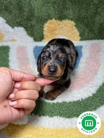 Milanuncios - TECKEL CACHORROS PRECIOSOS ️