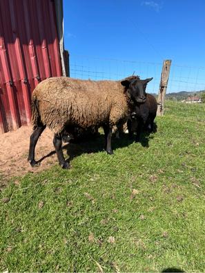 Negra Ovejas. Compra venta de ovejas al mejor precio y adopción |  Milanuncios