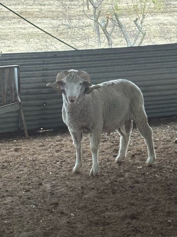 Milanuncios - Venta de carneros