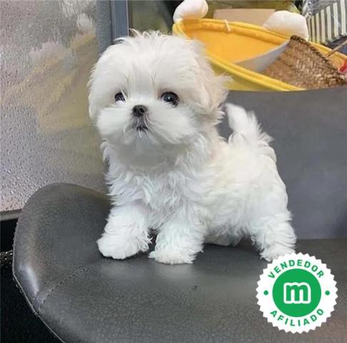 Milanuncios ADORABLE BICHON MALTES MINI TOY