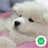 Milanuncios - Samoyedo