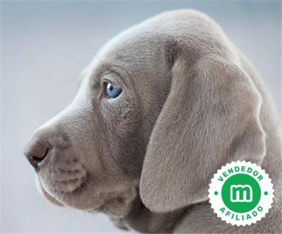 cachorros weimaraner gris