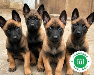 Malinois Perros en adopción, compra venta de accesorios y servicios ...