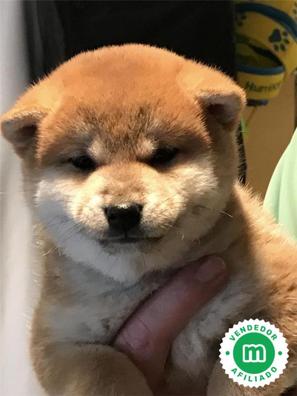 Shiba barcelona hot sale