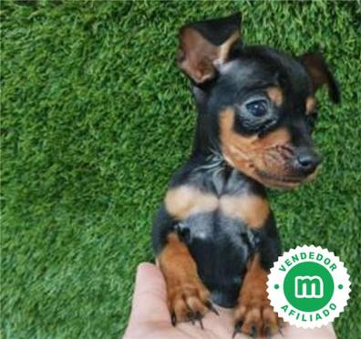 Mini pincher Perros en adopción, compra venta accesorios y servicios para perros